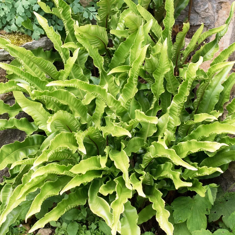 247plants3793055