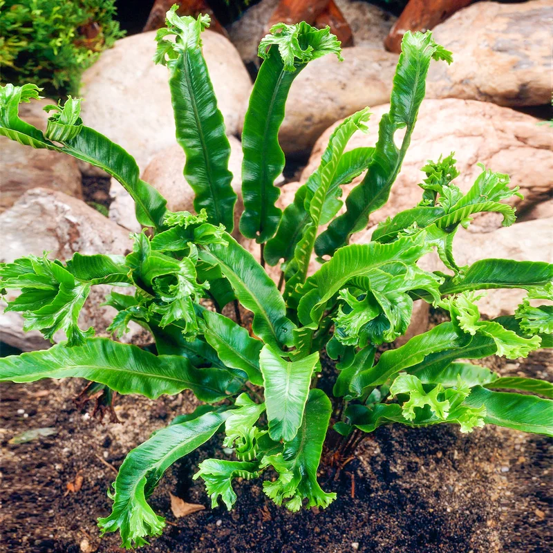 247plants3793136