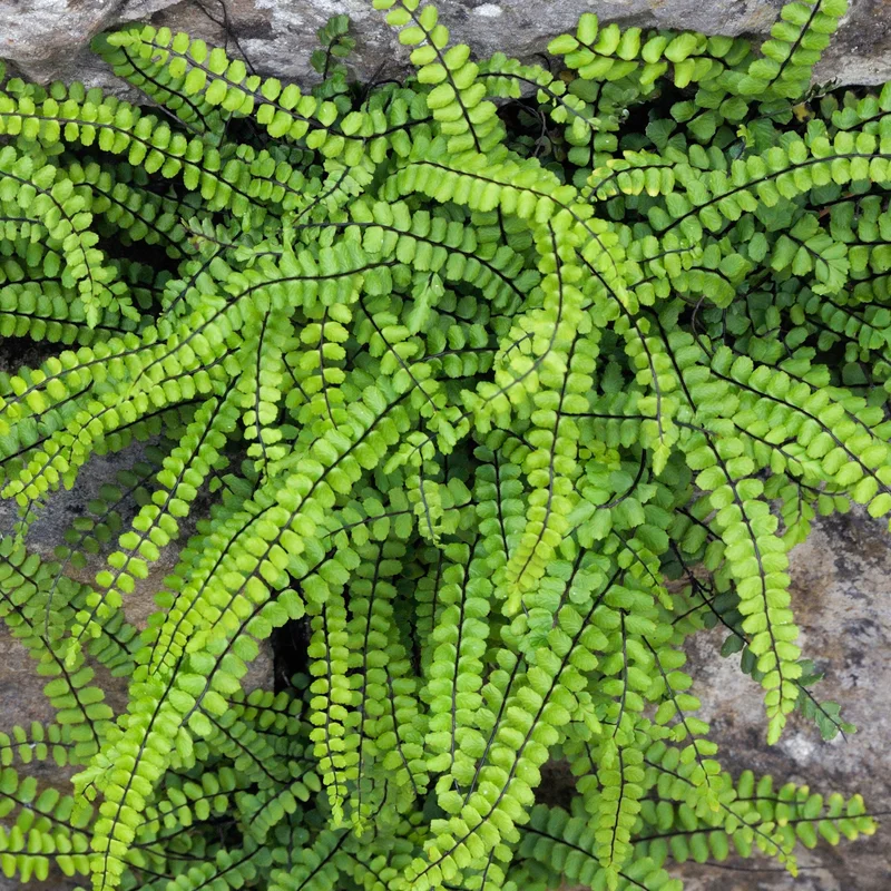 247plants3793225