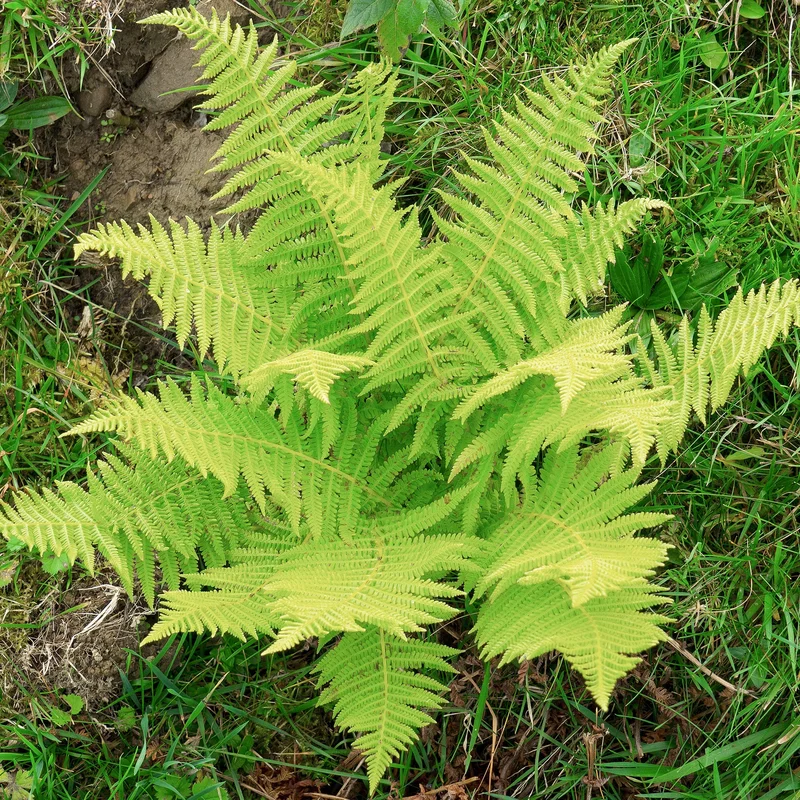 247plants3793360