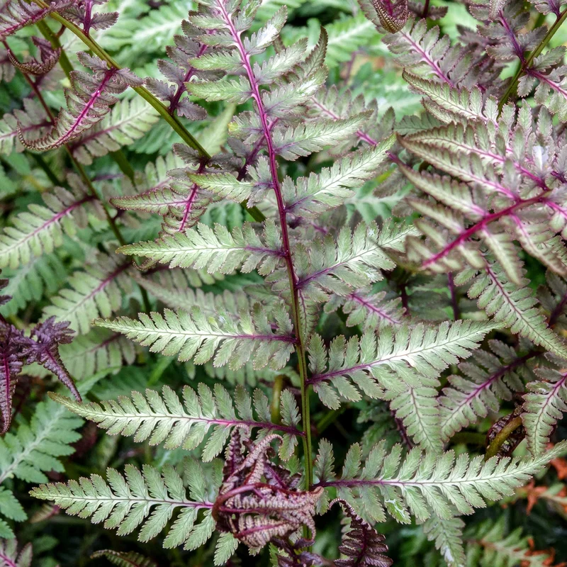 247plants3793527
