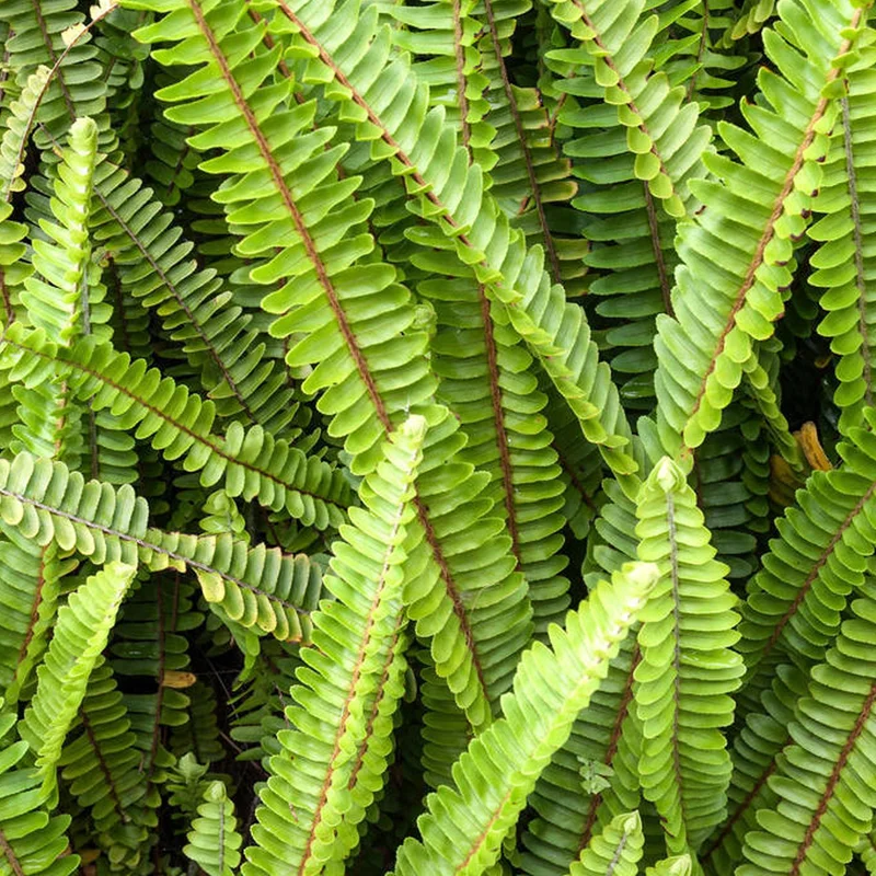 247plants3793601