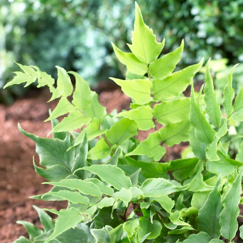 247plants3793802