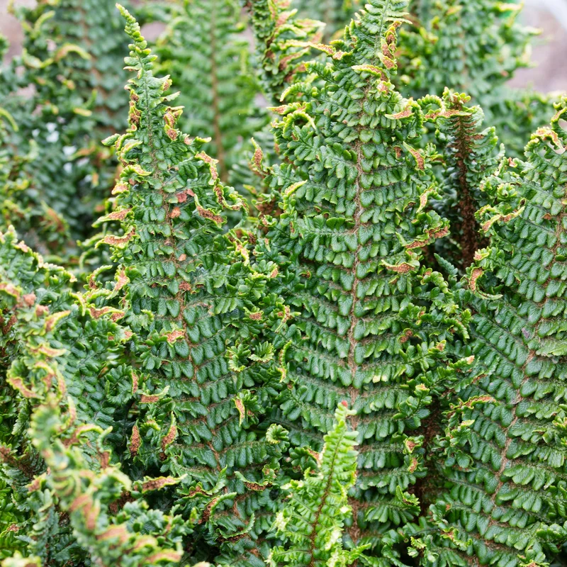 247plants3793992