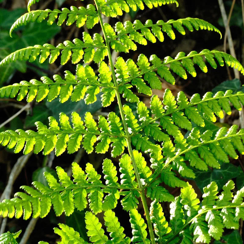 247plants3794217