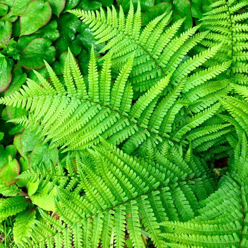 247plants3794523