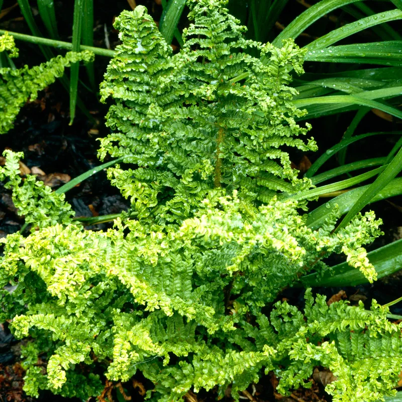 247plants3794596