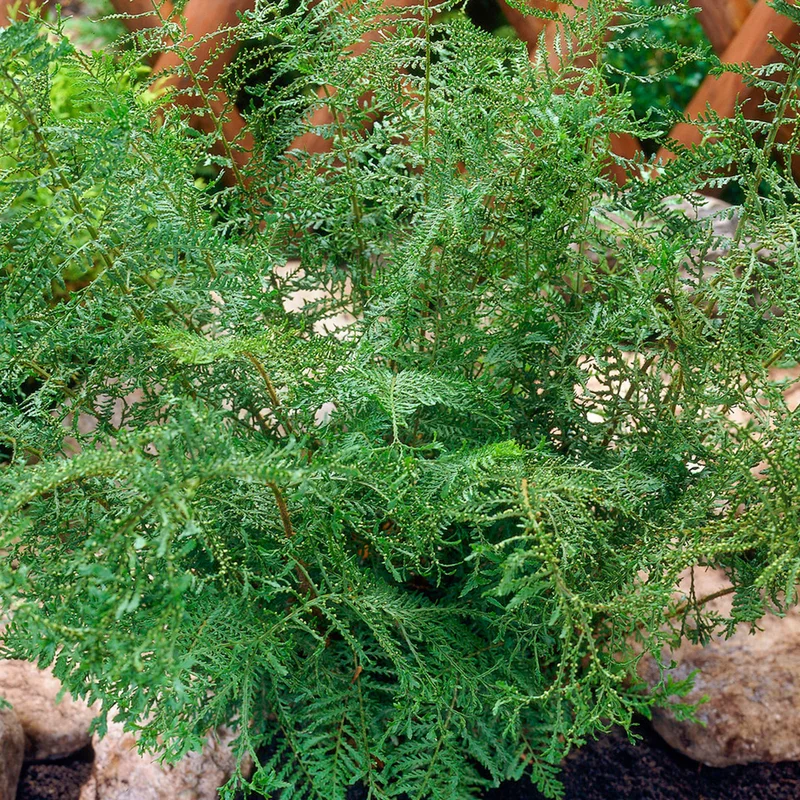 247plants3794720