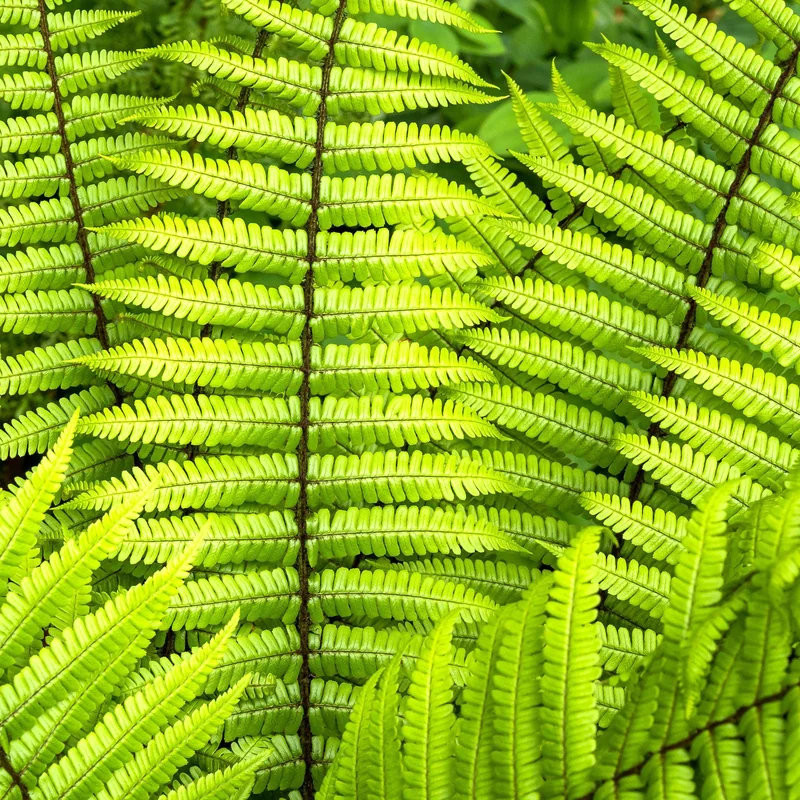 247plants3794899