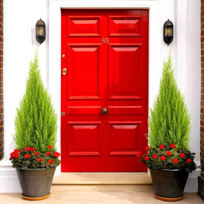 247plants3795008