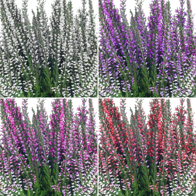 247plants3795203