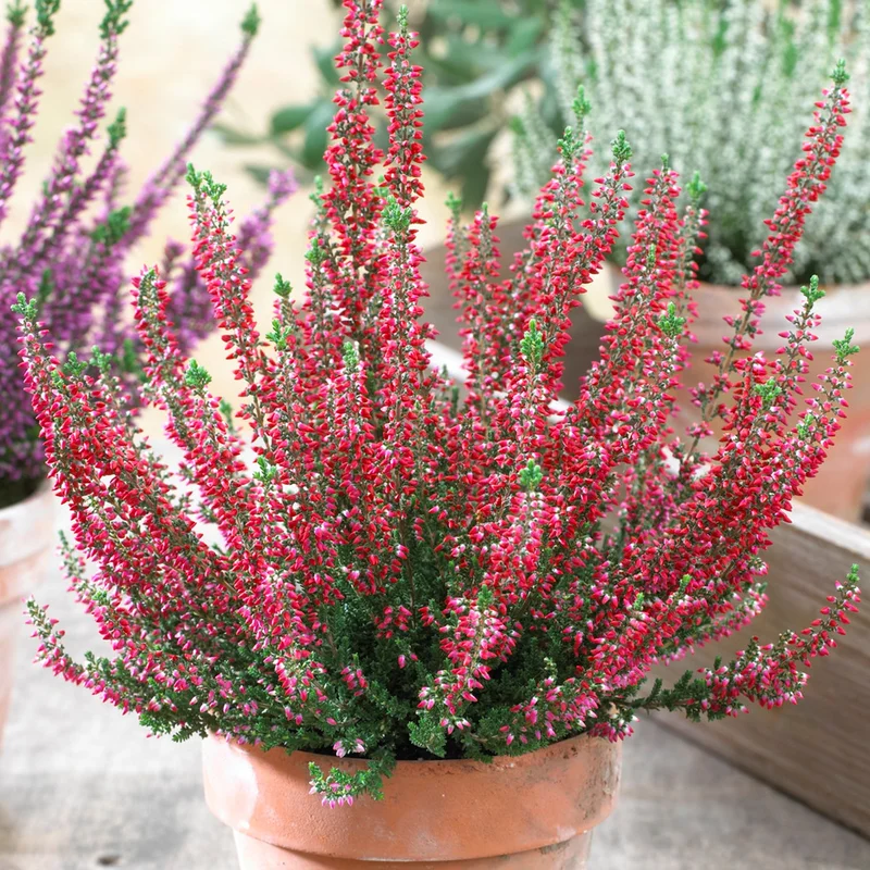 247plants3795280