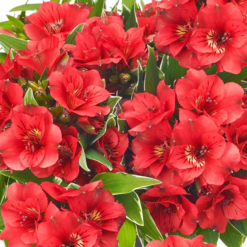 247plants3795633