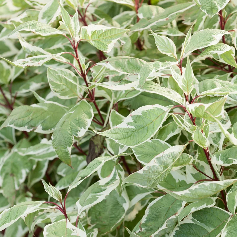 247plants3795927