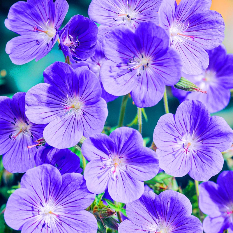247plants3796571