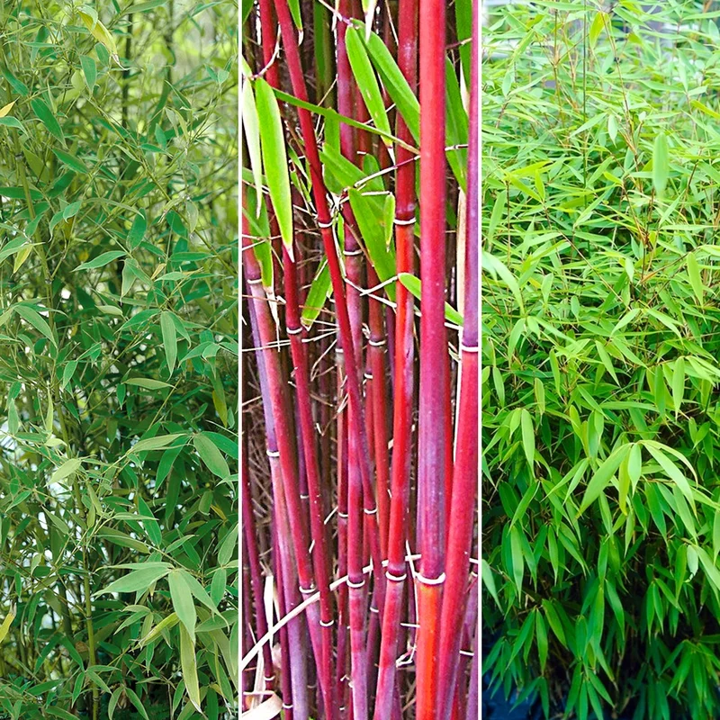 247plants3796658