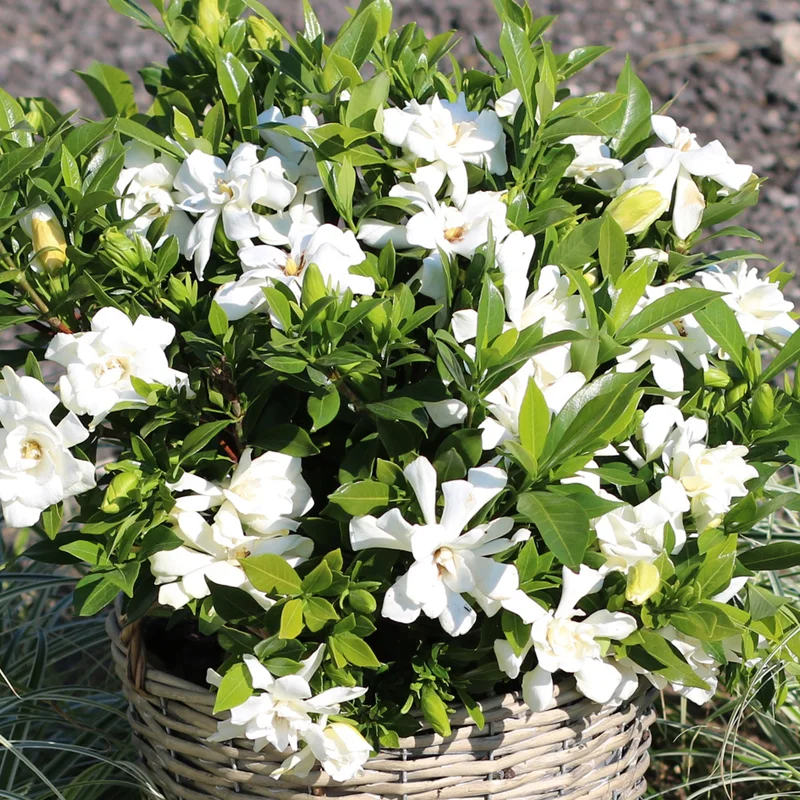 247plants3796782