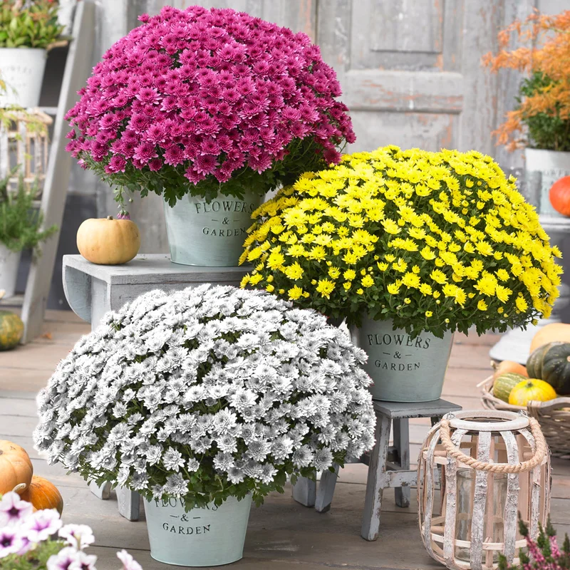247plants3797404