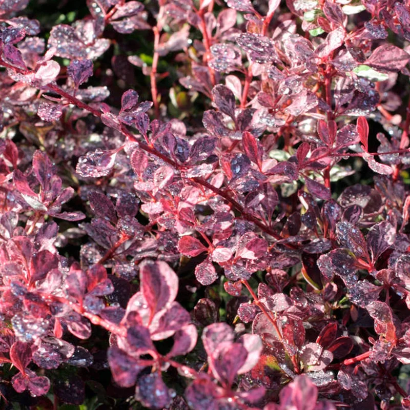 247plants3797623