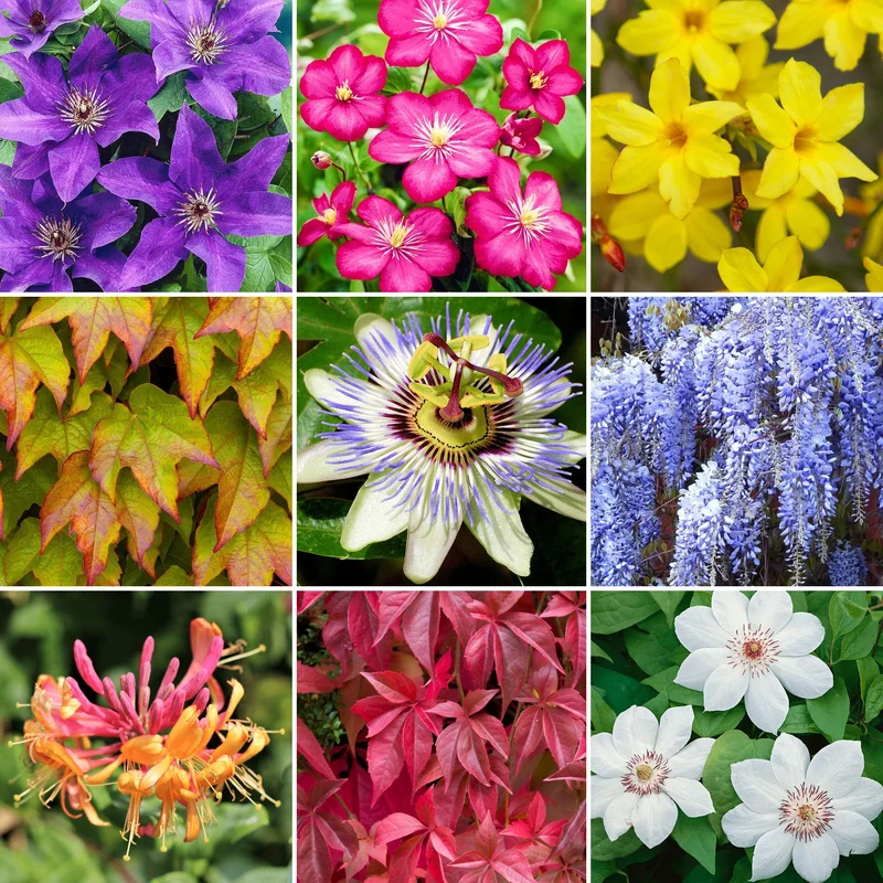 247plants3797820
