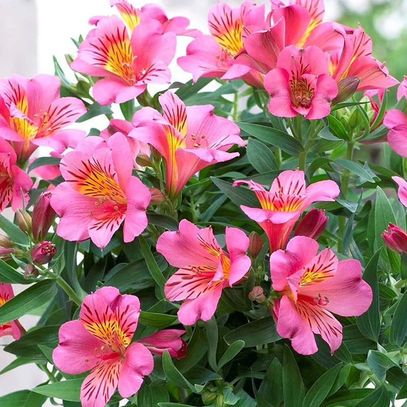 247plants3798054