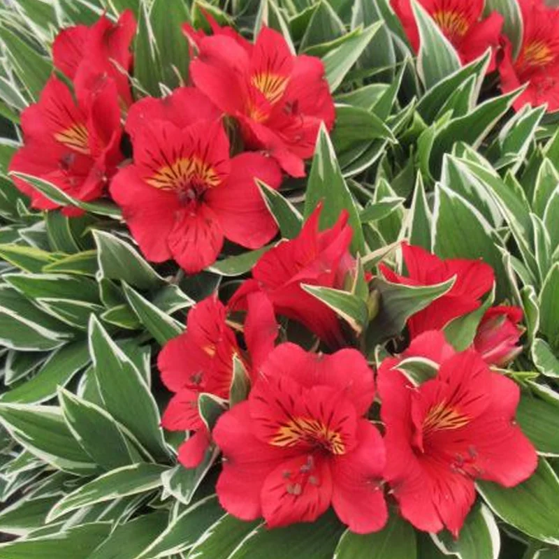 247plants3798155