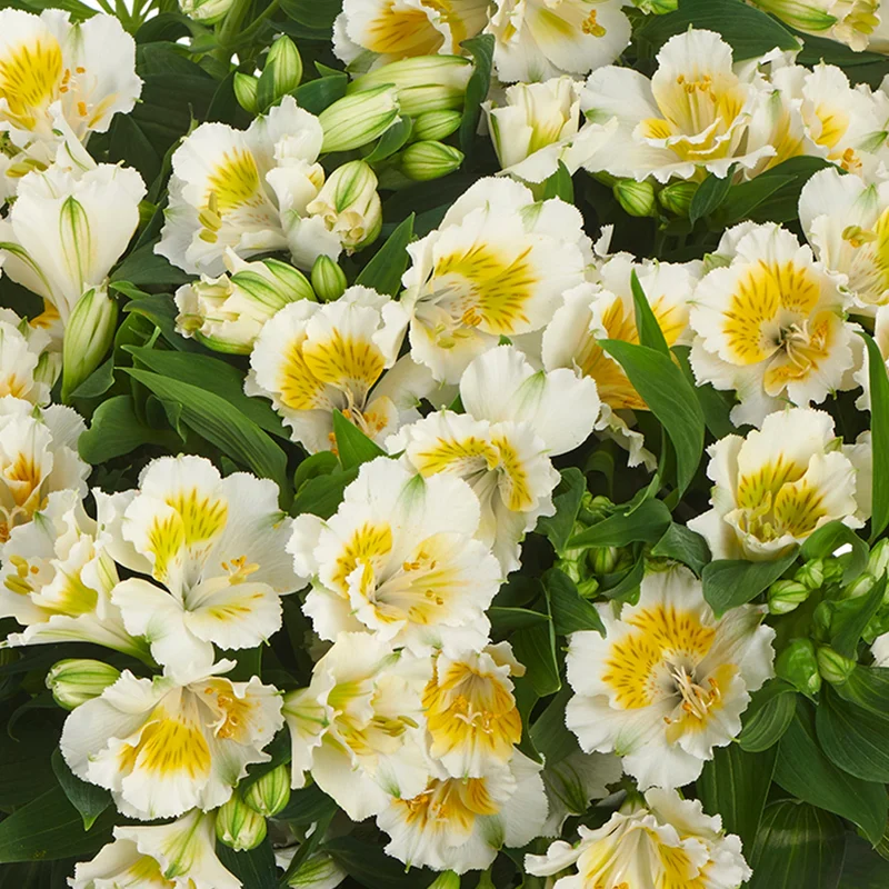247plants3798220