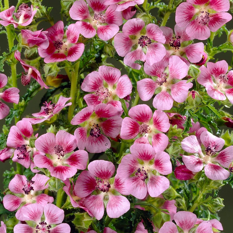 247plants3798298