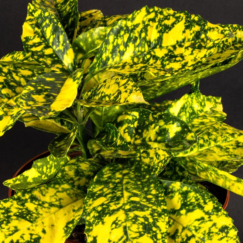 247plants3798510