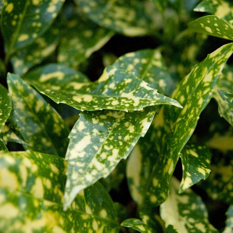 247plants3798578