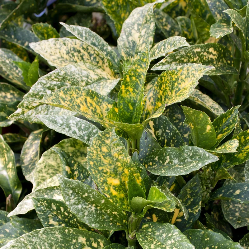 247plants3798669