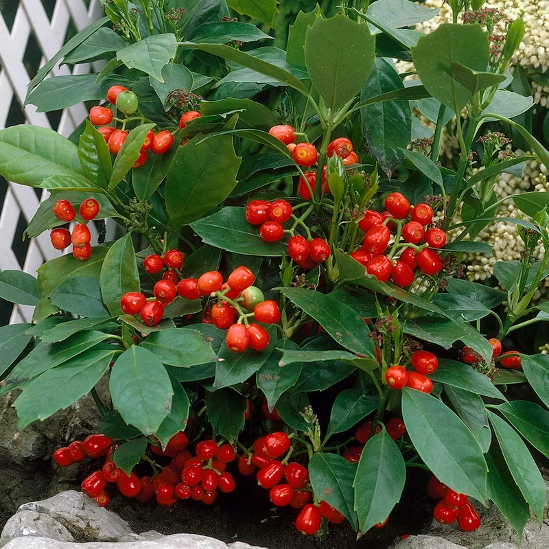 247plants3798755