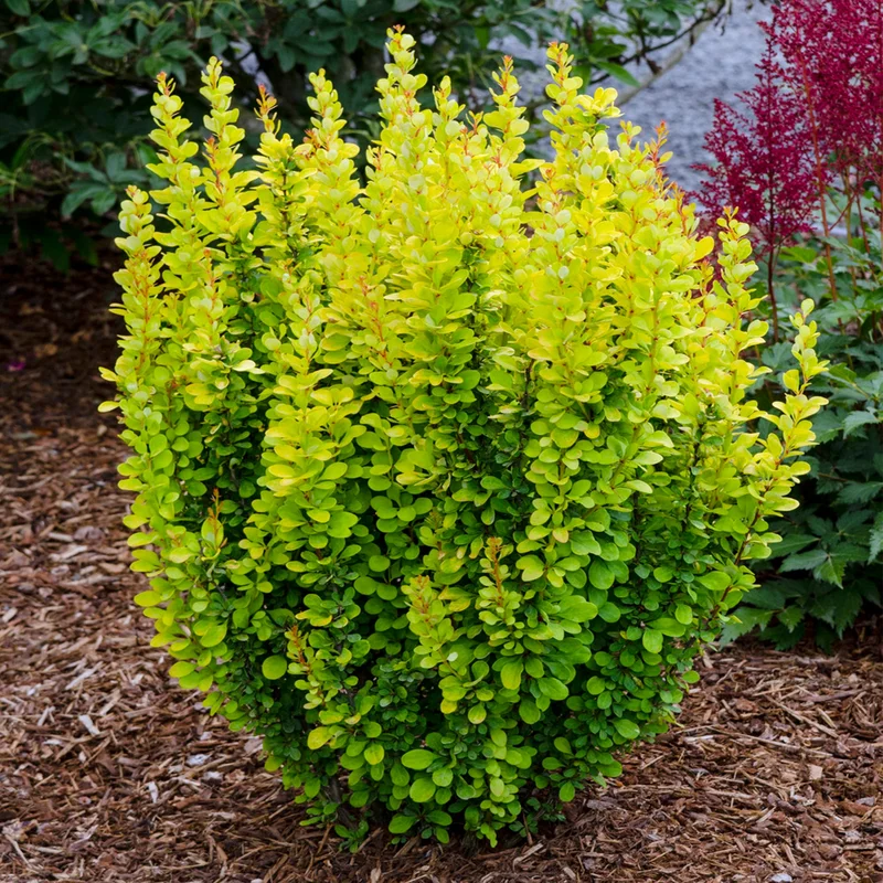 247plants3798844