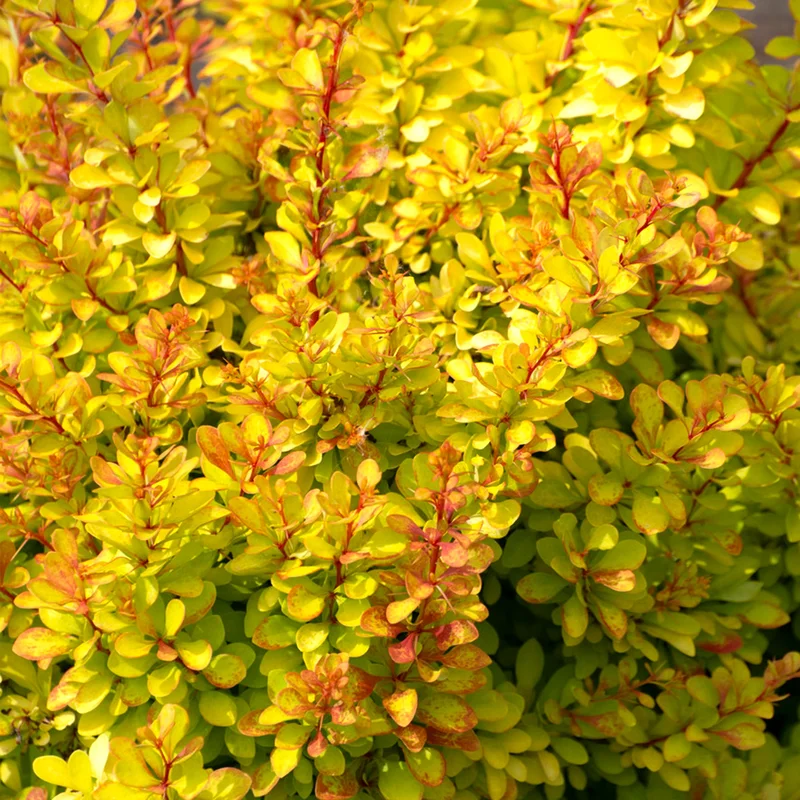 247plants3798911