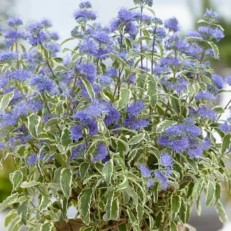 247plants3799770
