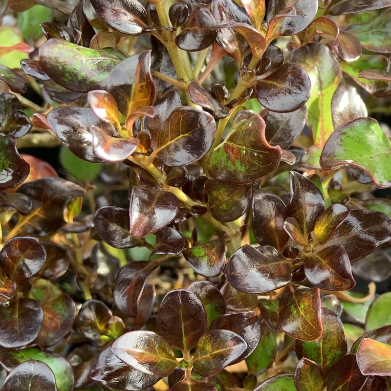 247plants3800188