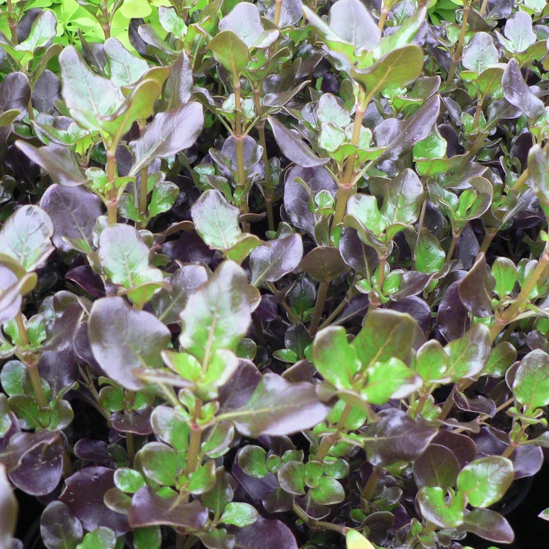 247plants3800273