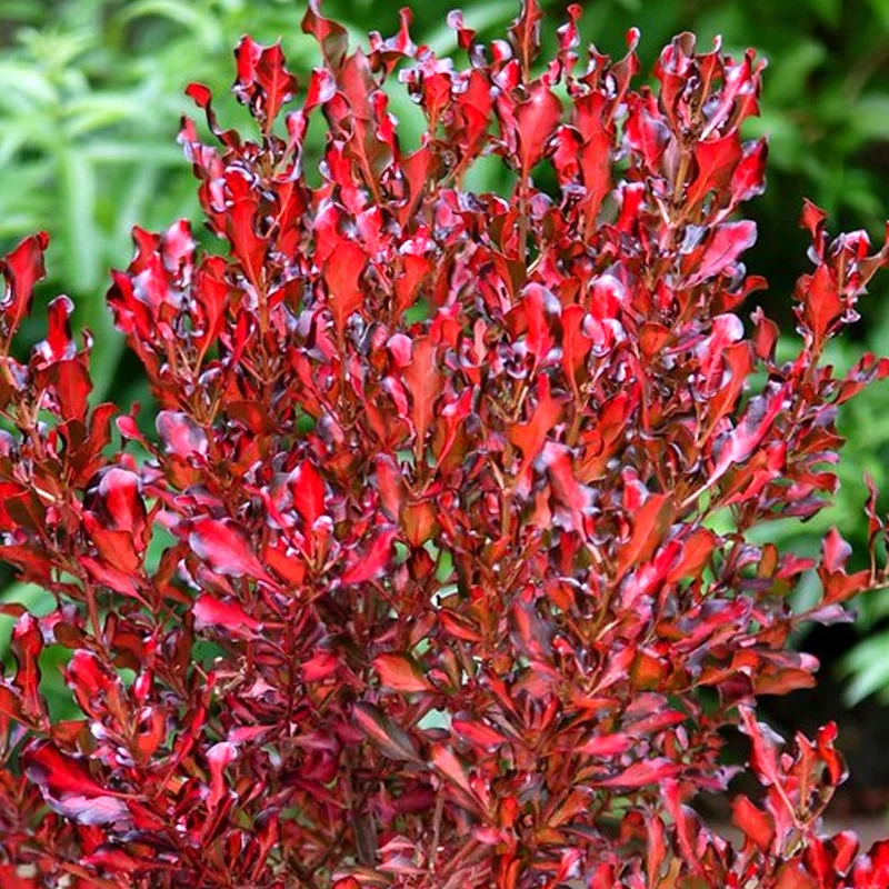 247plants3800345