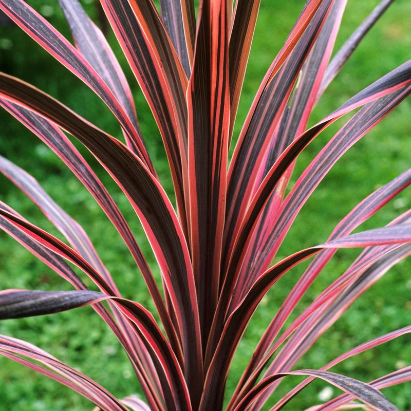 247plants3800557