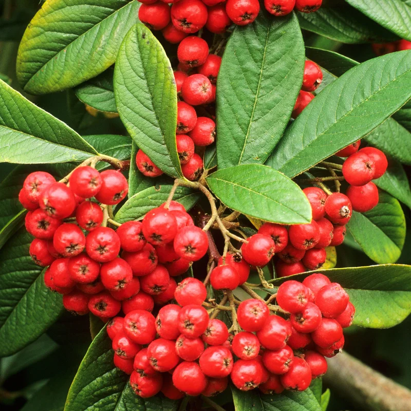 247plants3800838