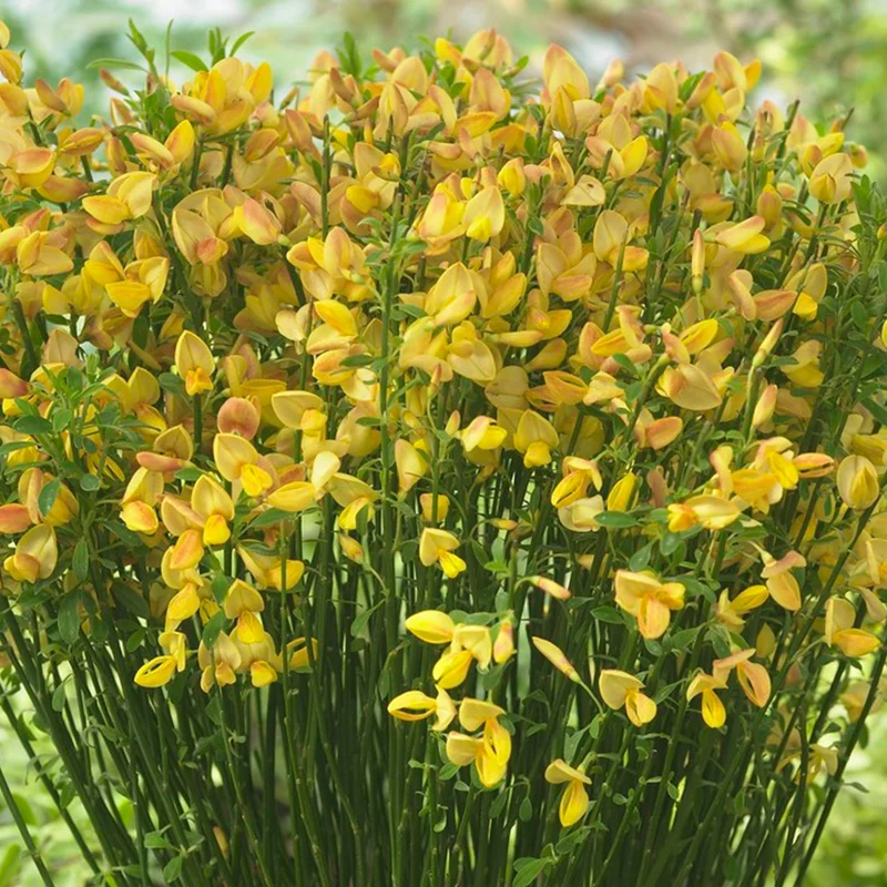 247plants3800963