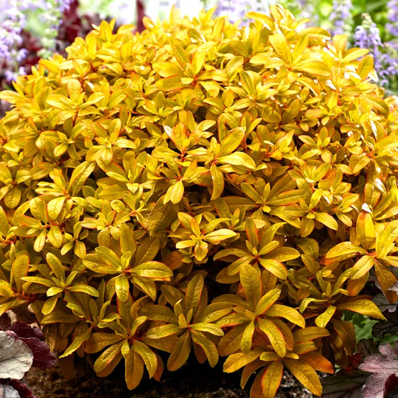 247plants3801028