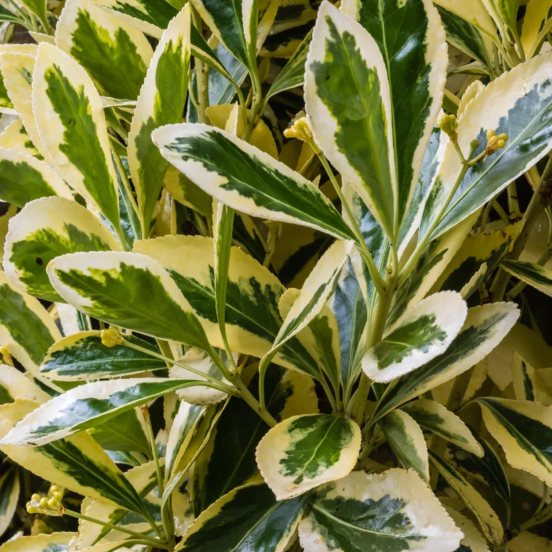 247plants3801164