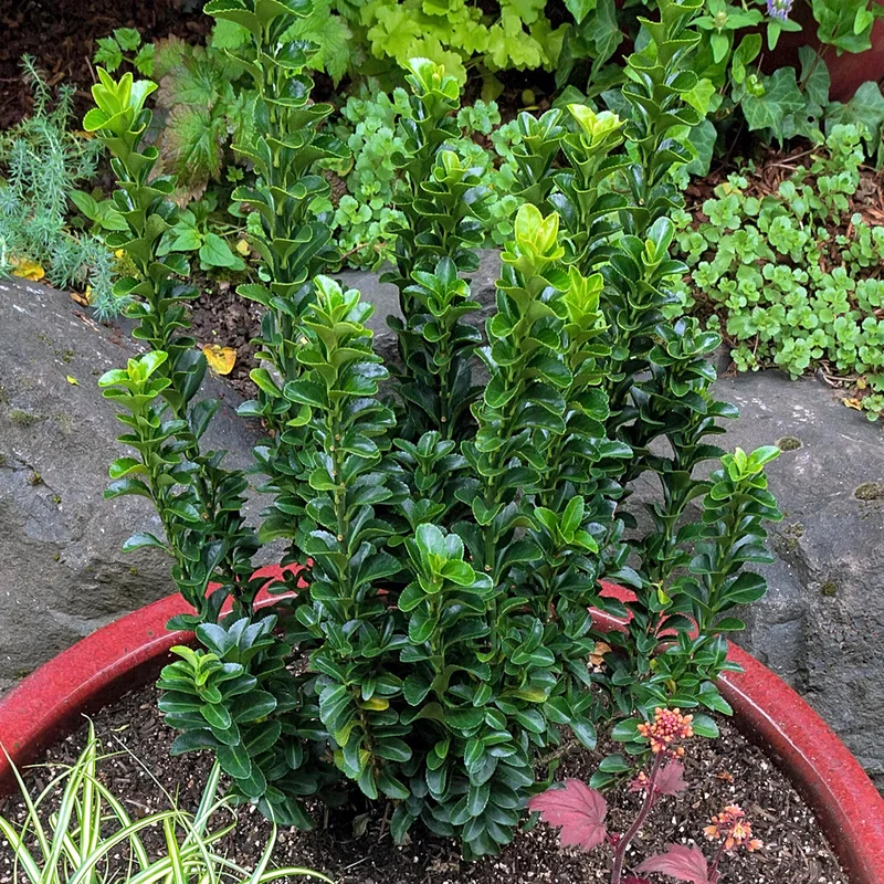 247plants3801261