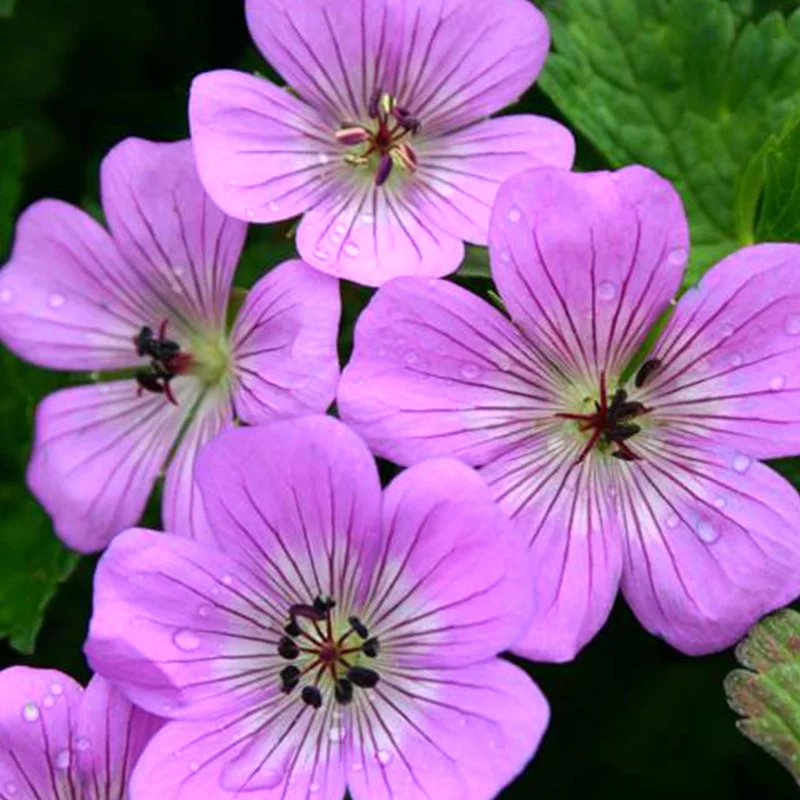 247plants3801489
