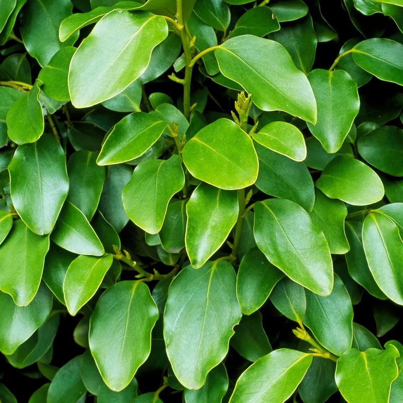 247plants3801612