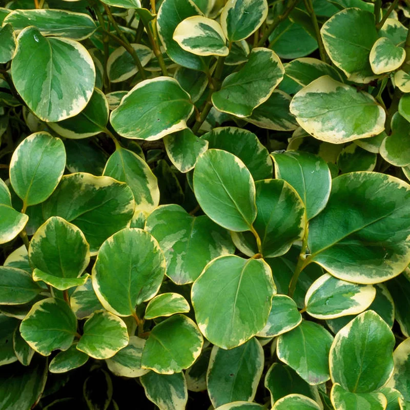 247plants3801678