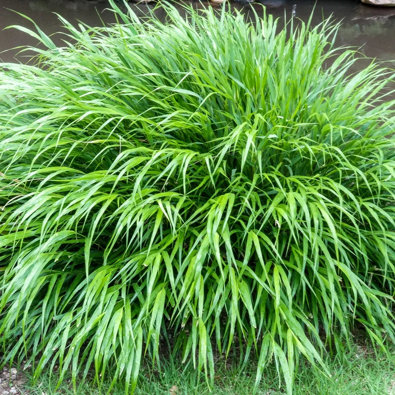 247plants3801783