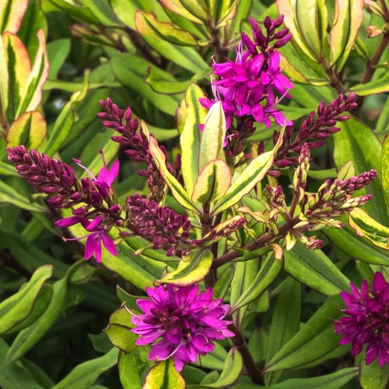 247plants3801841