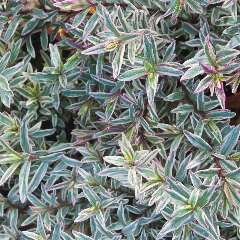 247plants3802142